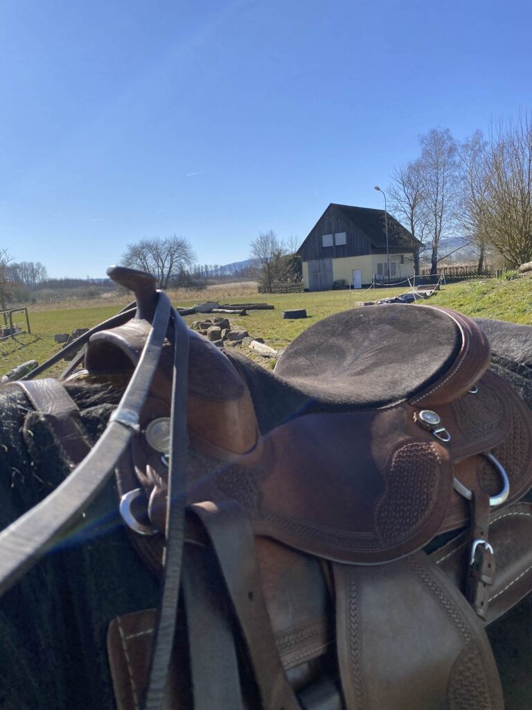 coaching mit pferden