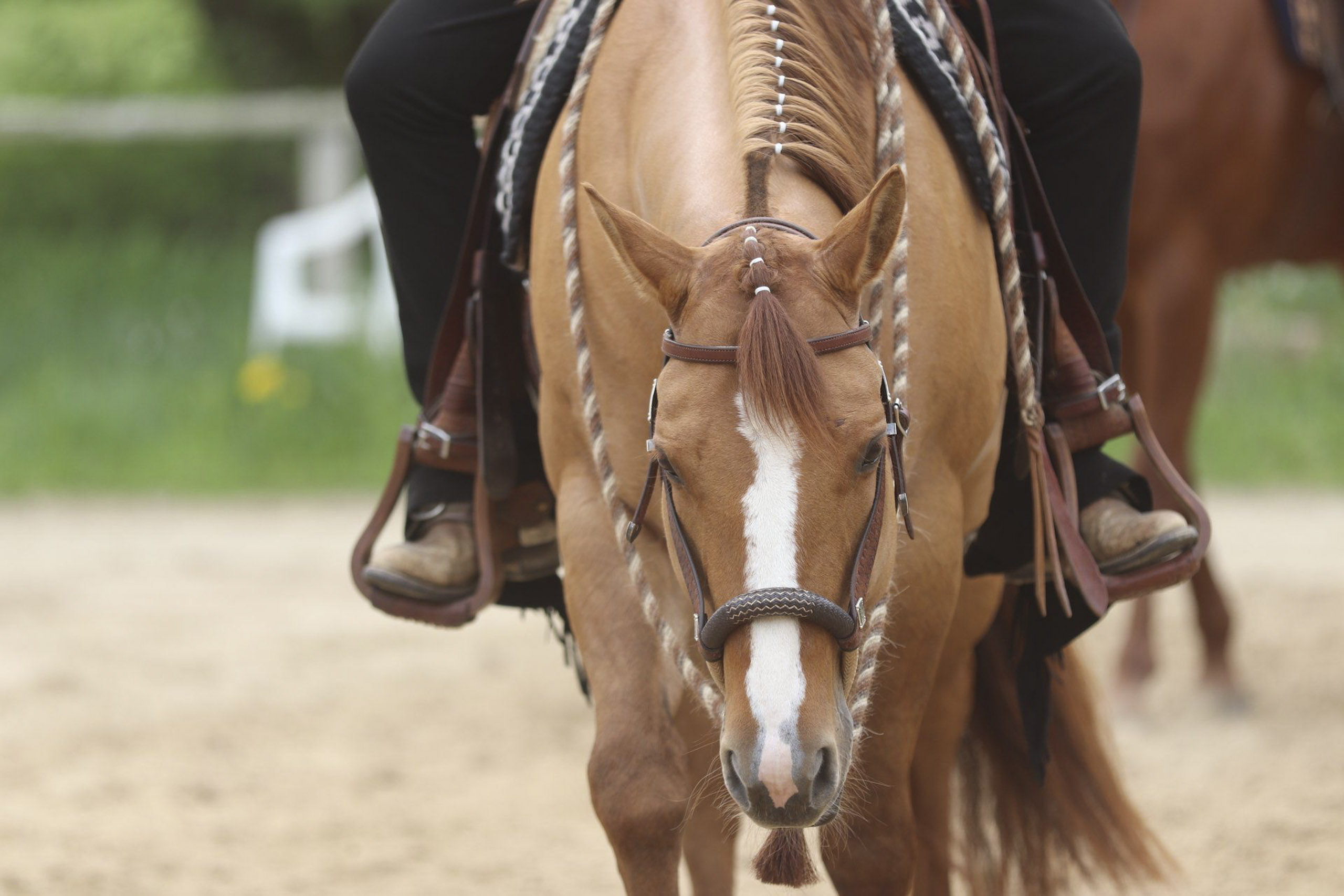 pferde begleiten mich seit vielen jahren