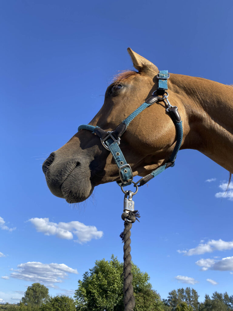 reittherapie zurueck zum wohlbefinden
